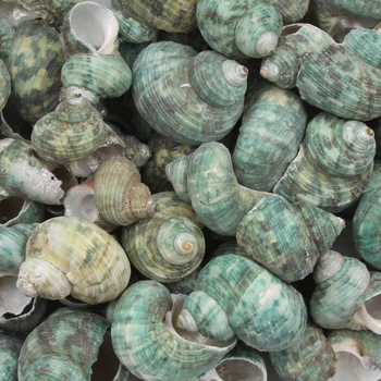 5pcs Verde Concha Natural de Conchas do Mar Coquillage Praia Decoração Artesanato Diy Estilo Marinho Tanque de Peixes de Concha Enfeite 30-40mm