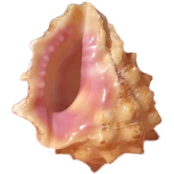 1pc Natural seashel parafusos de r aquário de decoração de casa de caranguejo shell de substituição