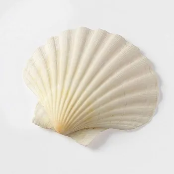 1 Par de 10~14 cm Naturais Concha de Vieira Branco de Coco Seashell Casa de Casamento Aquário Decoração Amostra de Decoração de Conchas